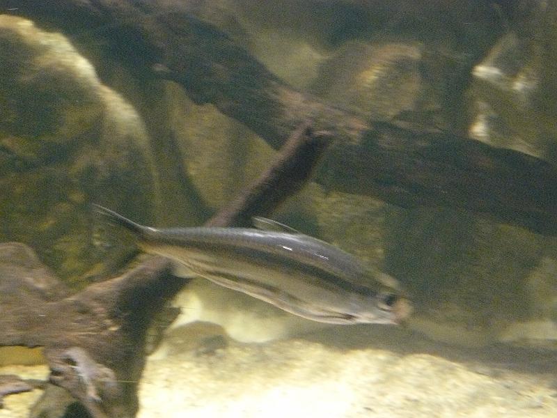P1120850.JPG