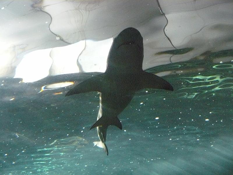 P1120981.JPG